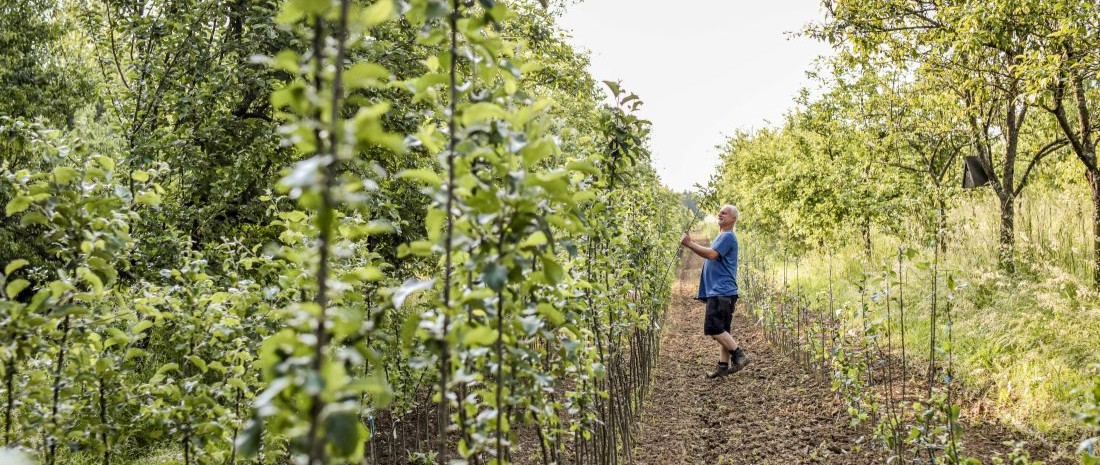 Ovocna_skolka_Bojkovice_pole_1